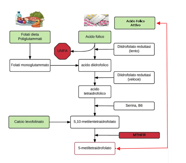 "Acido folico vs folati attivi: come la mutazione MTHFR cambia tutto nel metabolismo della vitamina B9"