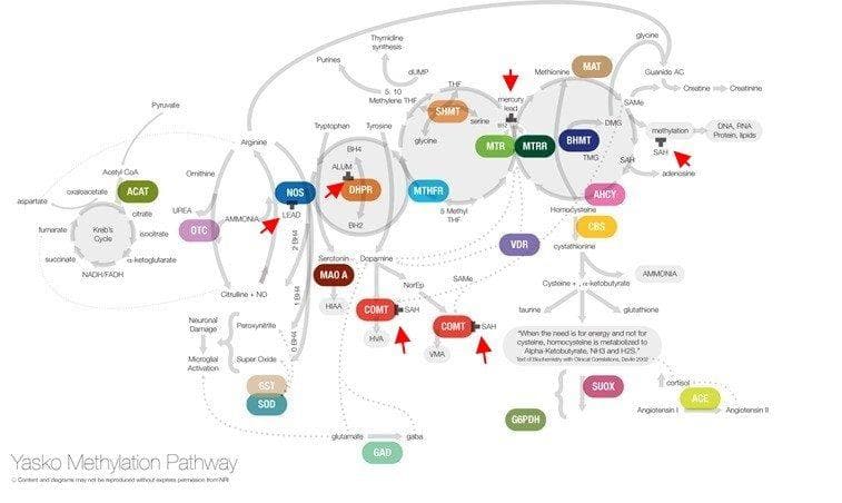 Predittività COVID-19 e mutazione genetica MTHFR 1 Krebs Metionina MTHFR