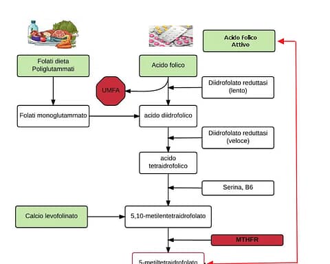 "Acido folico vs folati attivi: come la mutazione MTHFR cambia tutto nel metabolismo della vitamina B9"