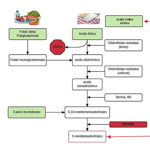 "Acido folico vs folati attivi: come la mutazione MTHFR cambia tutto nel metabolismo della vitamina B9"